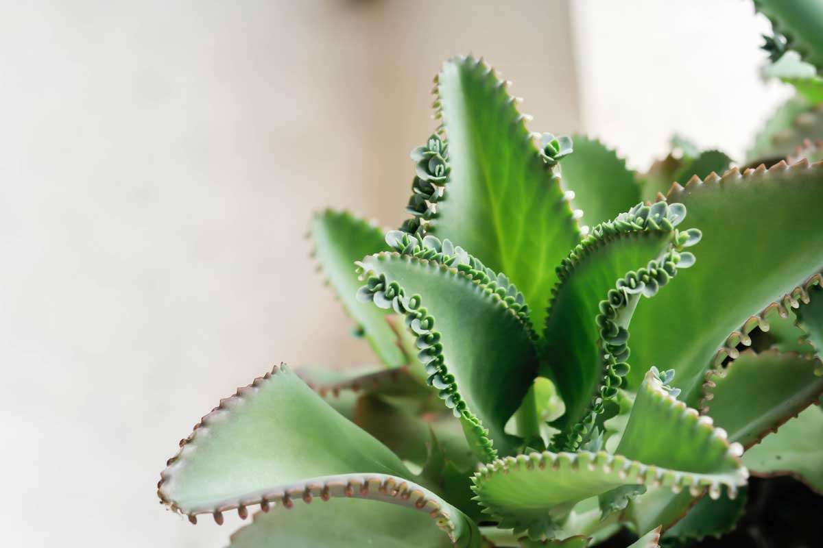 Bryophyllum Faszination für Dichter und Wissenschaftler